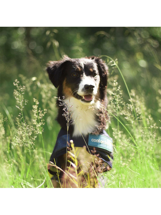 Manteau raffraîchissant pour chien Back On Track