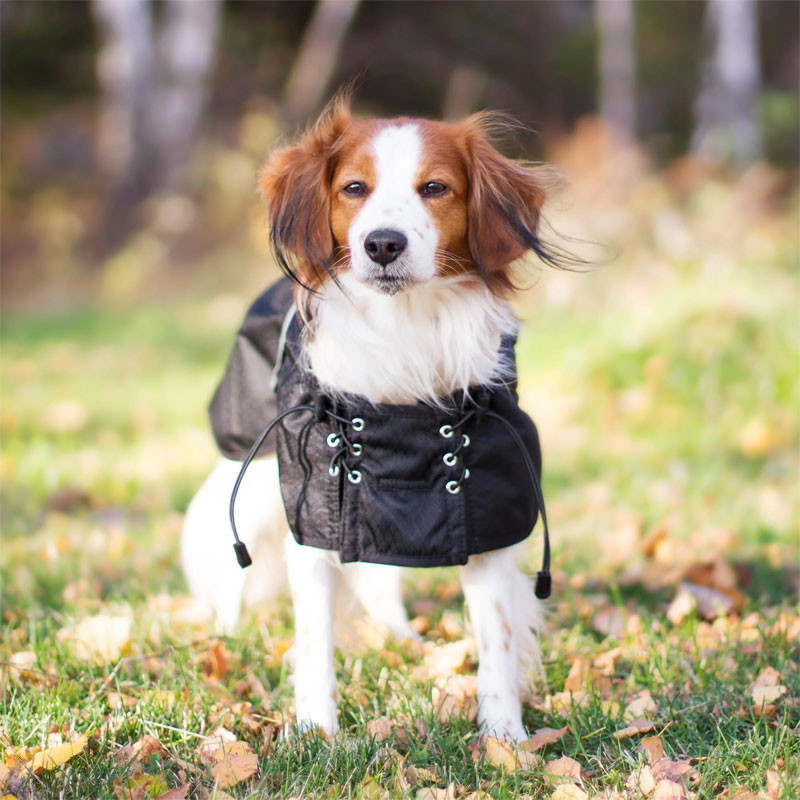 Couverture imperméable doublée pour chien Back On Track