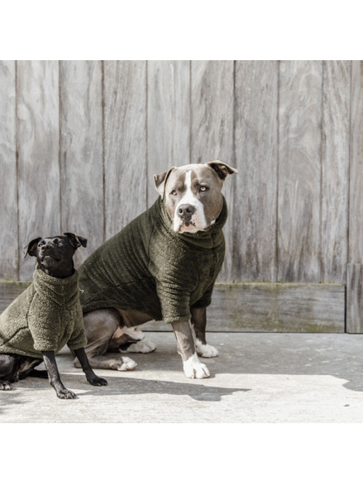 Pull pour chien Teddy Kentucky