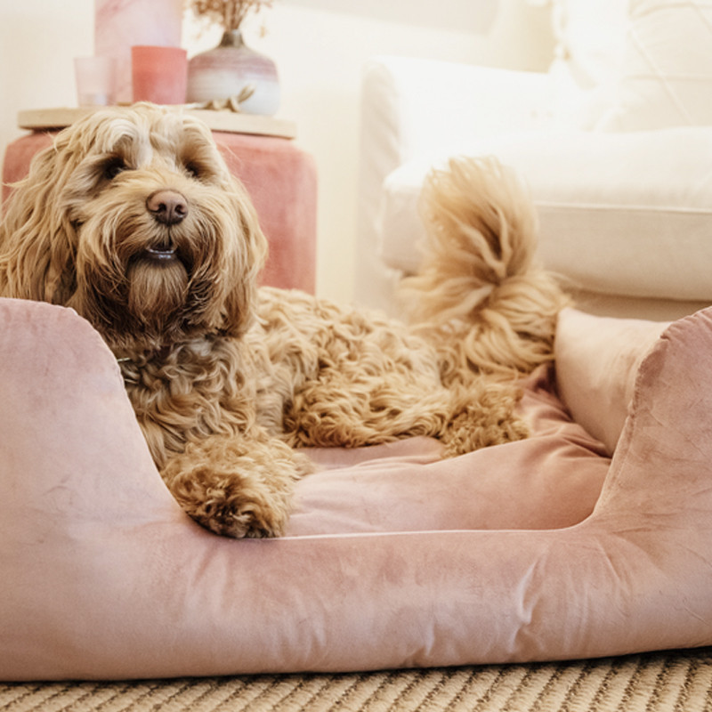 Lit pour chien velvet Kentucky