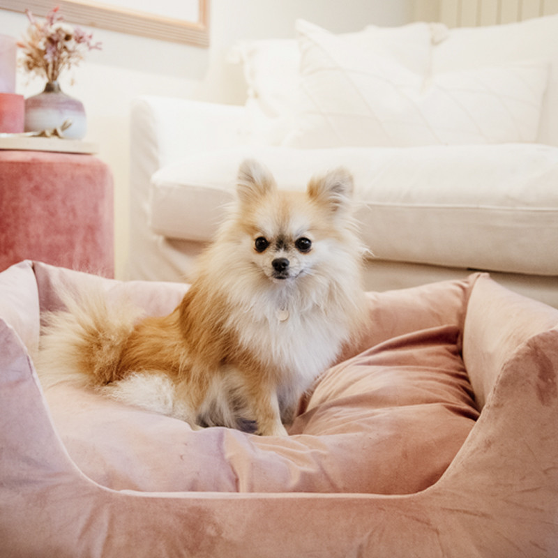 Lit pour chien velvet Kentucky