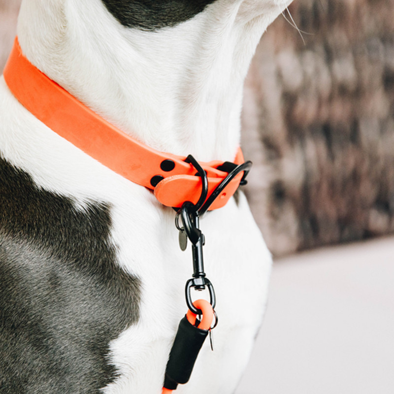 Collier pour chien soft rubber Kentucky