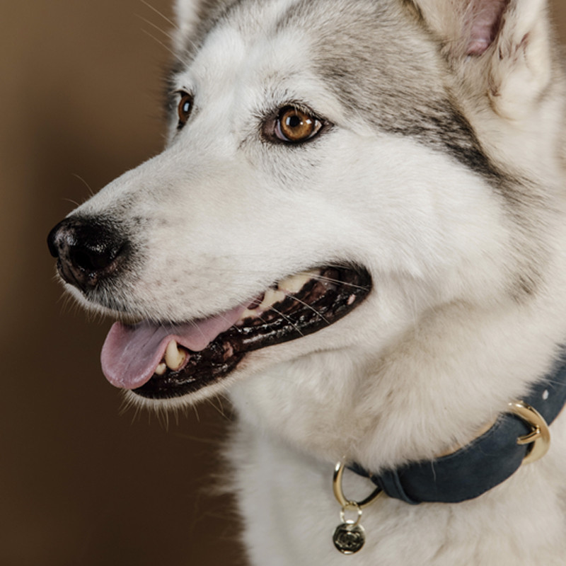 Collier pour Chien Vegan leather Kentucky