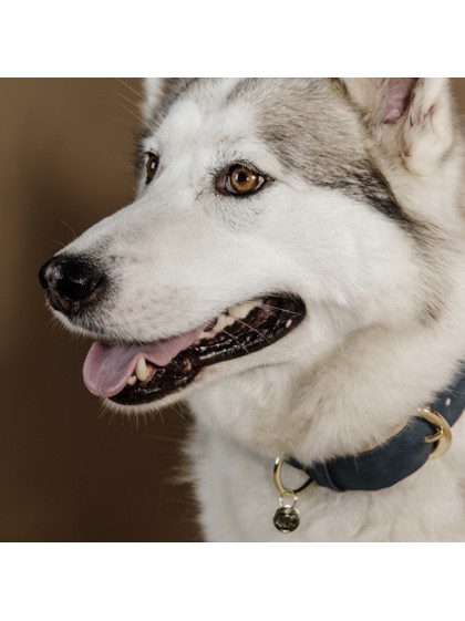 Collier pour Chien Vegan leather Kentucky