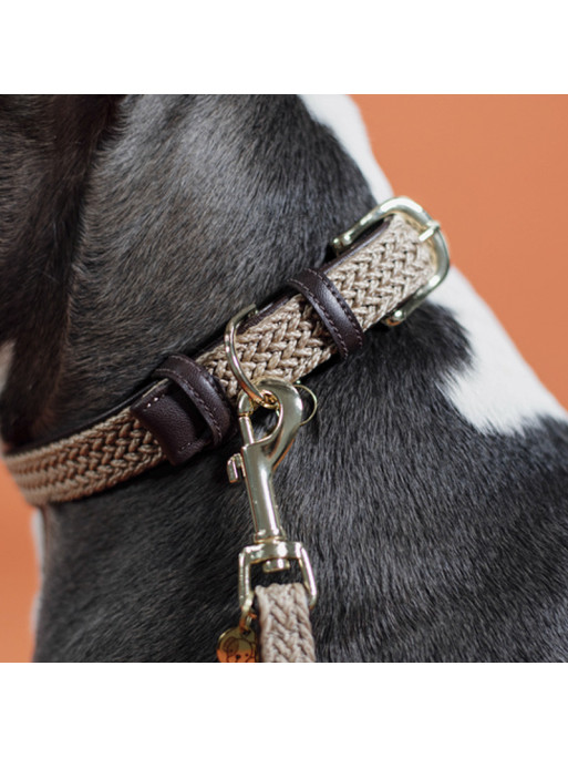 Collier nylon tressé chien Kentucky