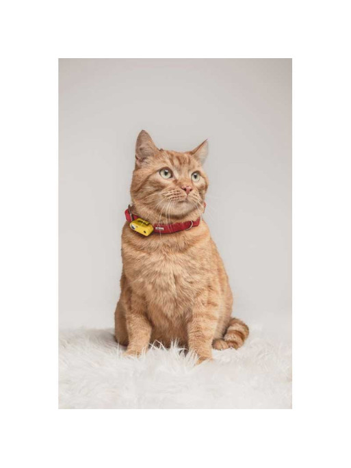Dispositif antiparasitaire chat Tickless Dispositif antiparasitaire chat Tickless