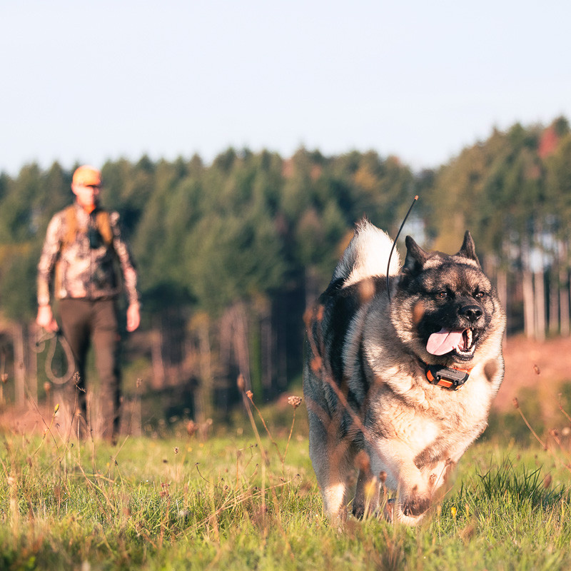 Collier de repérage et d'éducation canine TT25™ Garmin ambiance