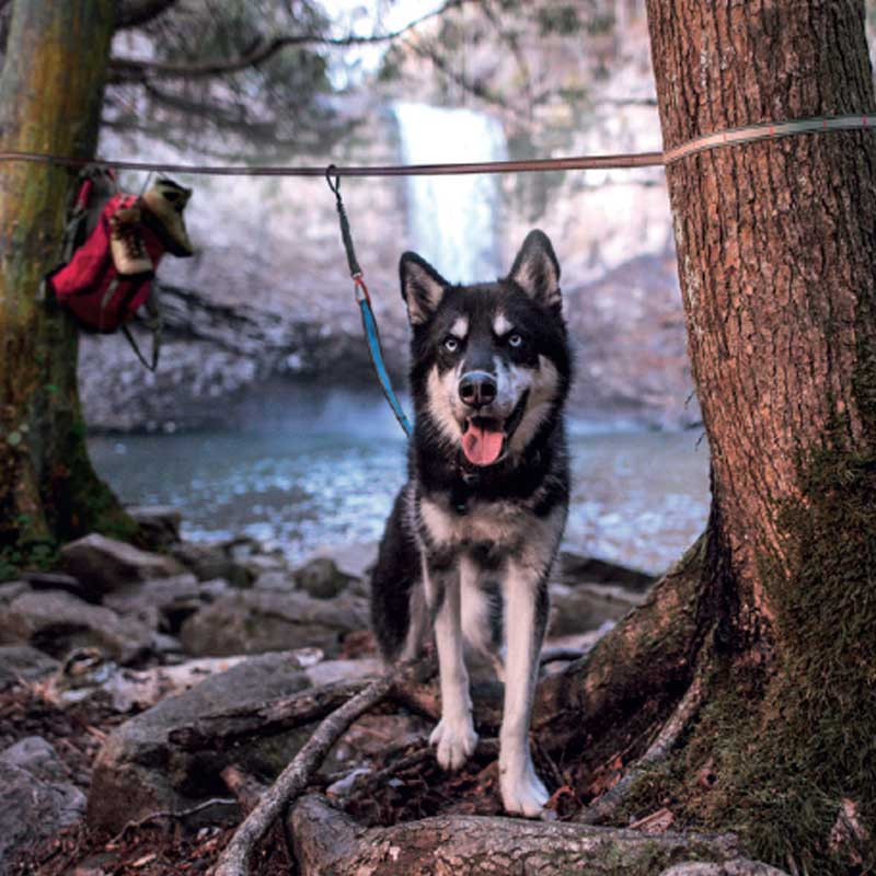 Kit d'attache de voyage chien Kurgo