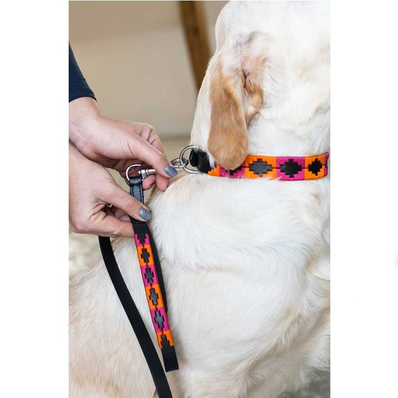 Laisse pour chien Polo HFI