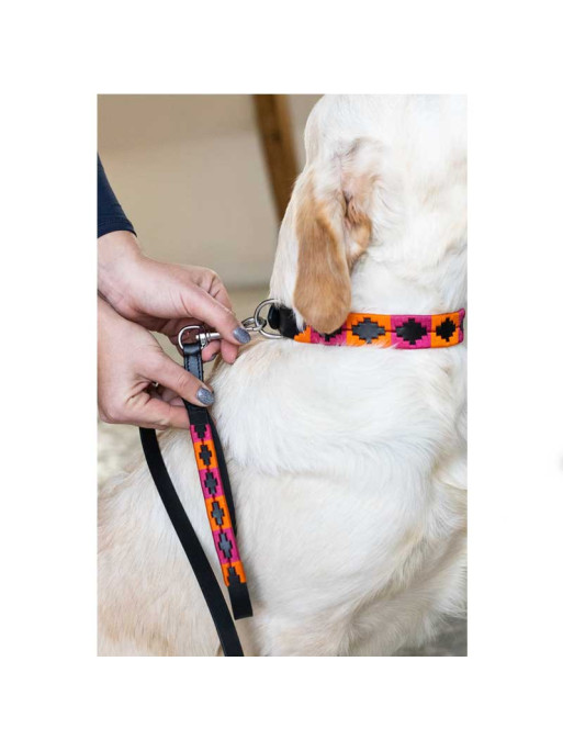 Laisse pour chien Polo HFI
