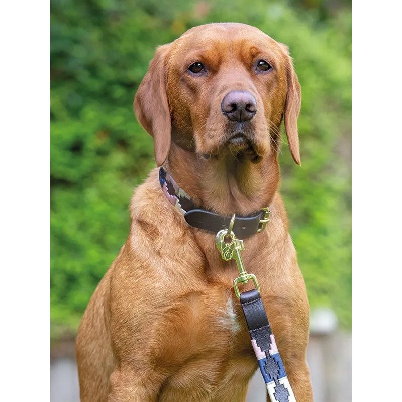 Laisse pour chien Digby & Fox