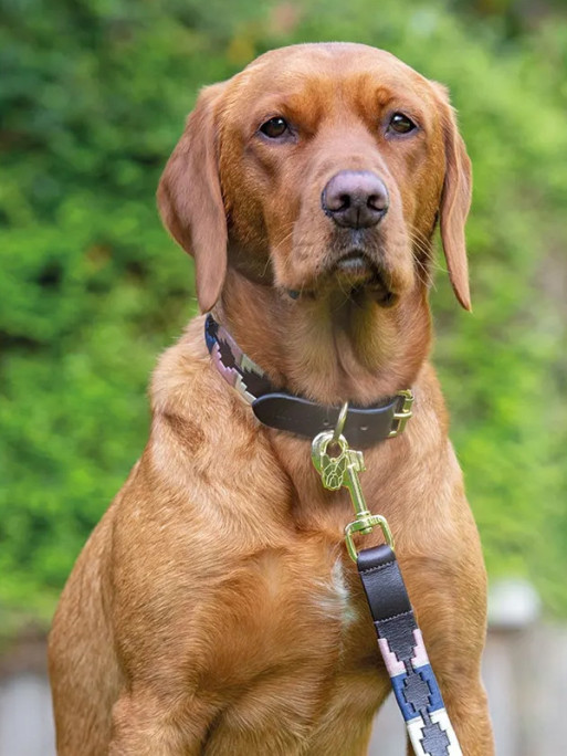 Laisse pour chien Digby & Fox