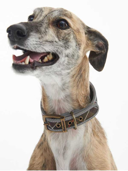 Collier pour chien Comfort Lurcher Barbour