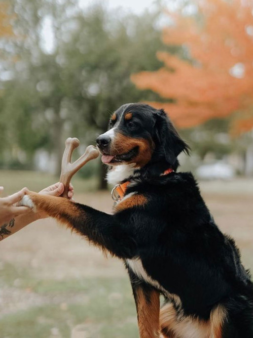 Jouet à mâcher Wishbone Benebone Jouet à mâcher Wishbone Benebone