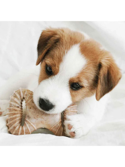Jouets à mâcher x2 Dental Chew et Wishbone chiot Benebone Jouets à mâcher x2 Dental Chew et Wishbone chiot Benebone
