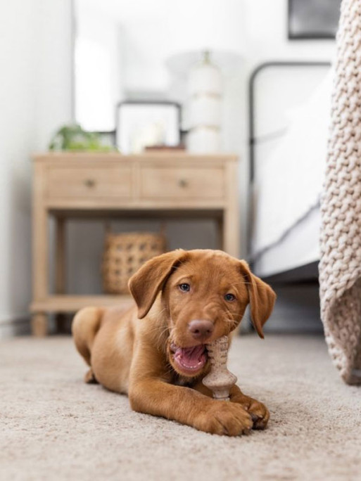 Jouets à mâcher x2 Dental Chew et Wishbone chiot Benebone