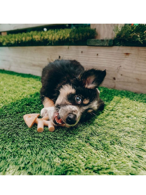 Jouets à mâcher x2 Fishbone petits chiens Benebone