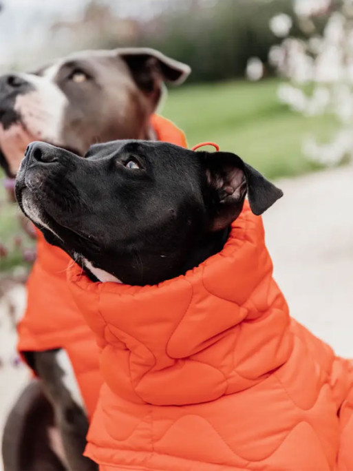 Manteau d'hiver pour chien Pina Kentucky