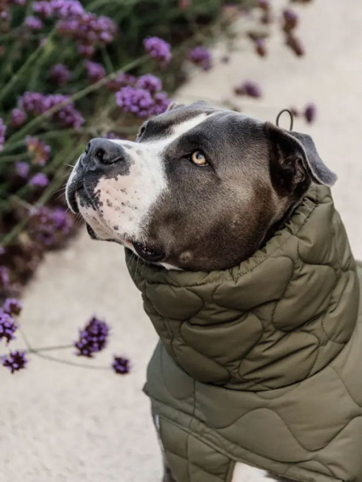 Manteau d'hiver pour chien Pina Kentucky Manteau d'hiver pour chien Pina Kentucky