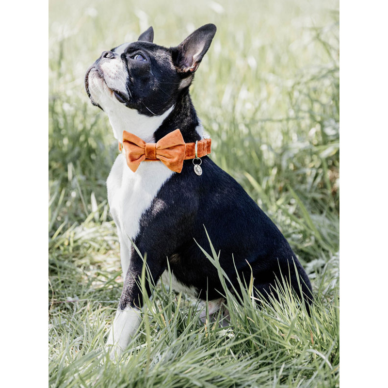 Noeud papillon velvet Kentucky