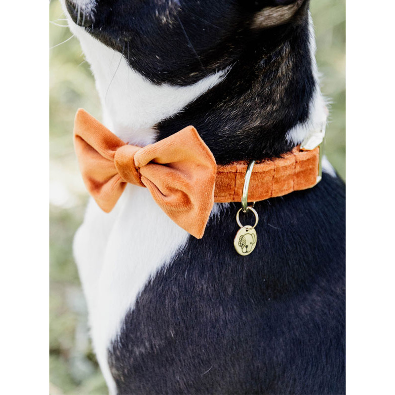Noeud papillon velvet Kentucky
