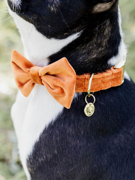 Noeud papillon velvet Kentucky
