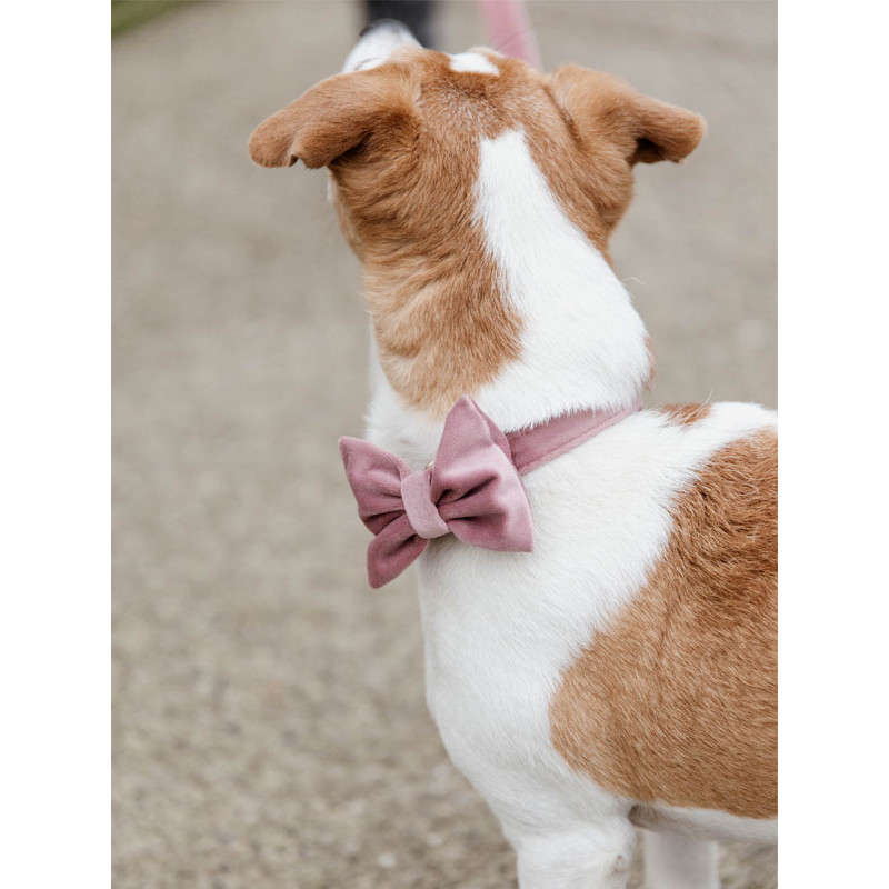 Noeud papillon velvet Kentucky