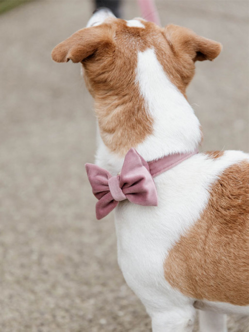 Noeud papillon velvet Kentucky