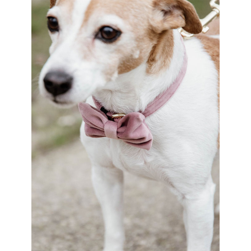 Noeud papillon velvet Kentucky