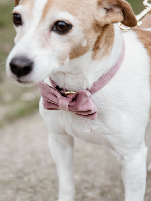 Noeud papillon velvet Kentucky