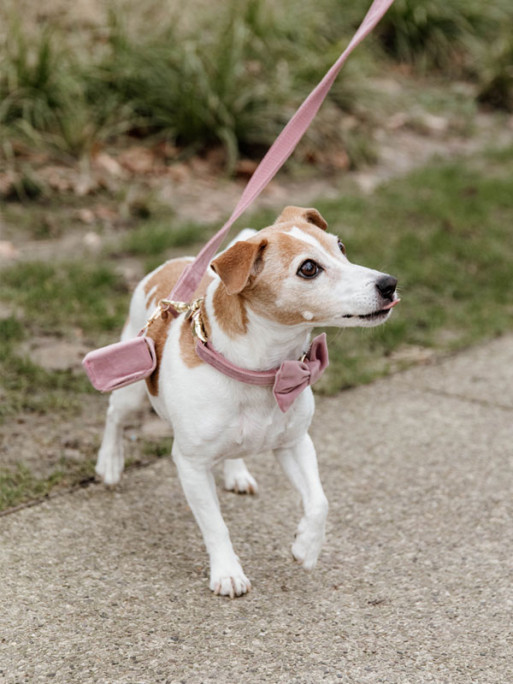 Noeud papillon velvet Kentucky