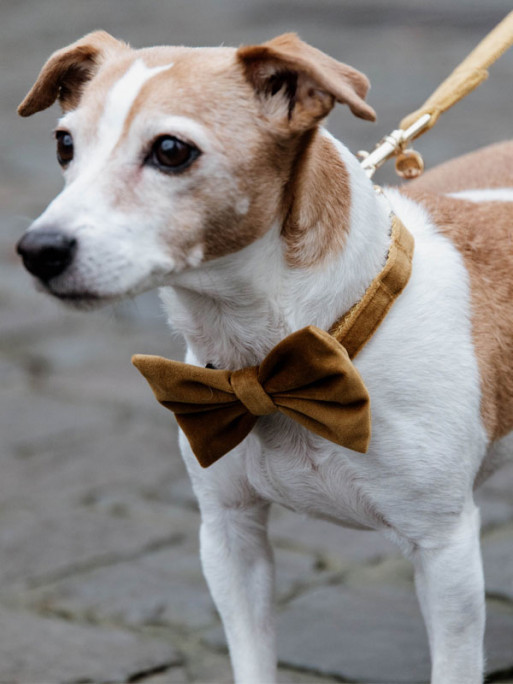Noeud papillon velvet Kentucky Noeud papillon velvet Kentucky