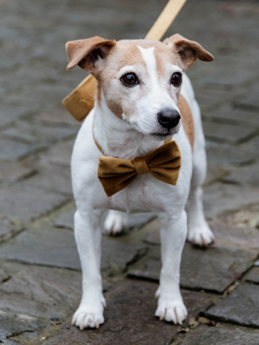Noeud papillon velvet Kentucky Noeud papillon velvet Kentucky