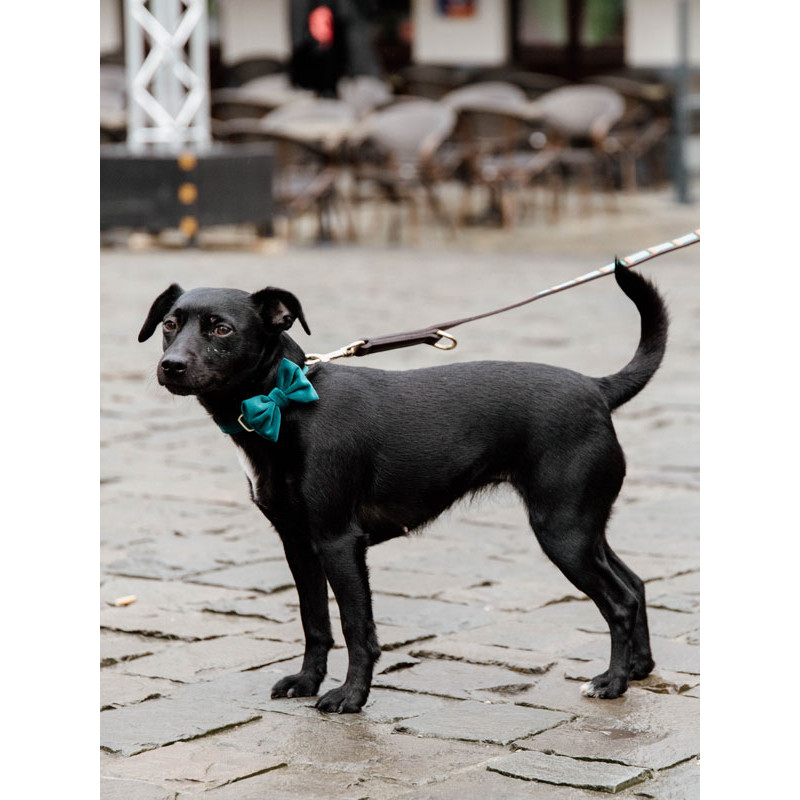 Noeud papillon velvet Kentucky Noeud papillon velvet Kentucky