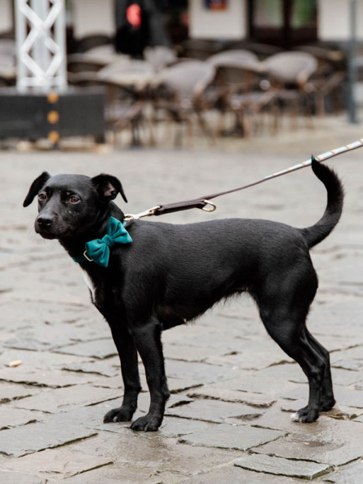 Noeud papillon velvet Kentucky Noeud papillon velvet Kentucky