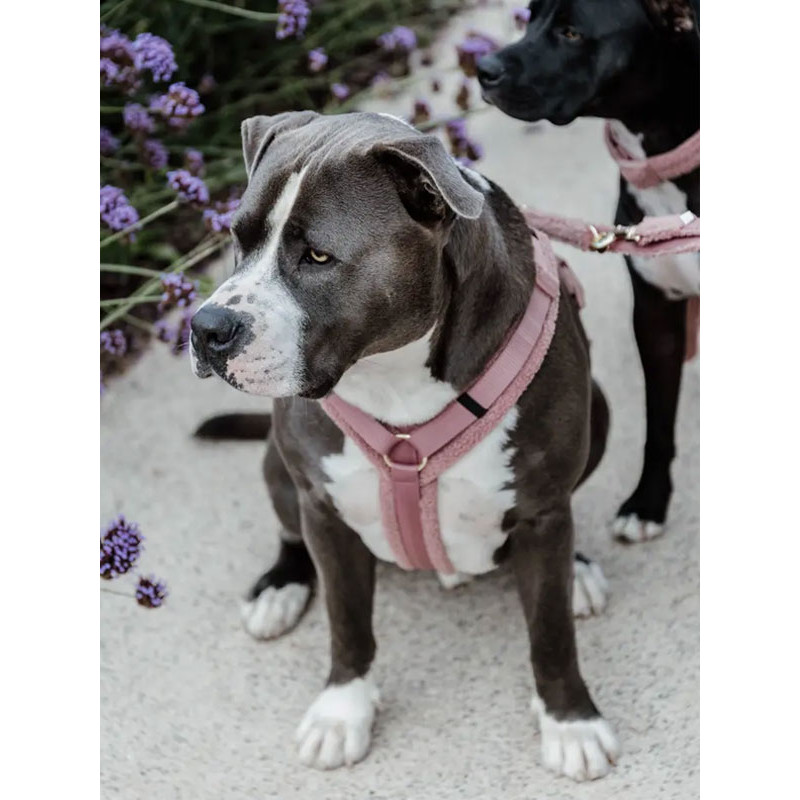 Harnais pour chien Active Teddy Fleece Kentucky