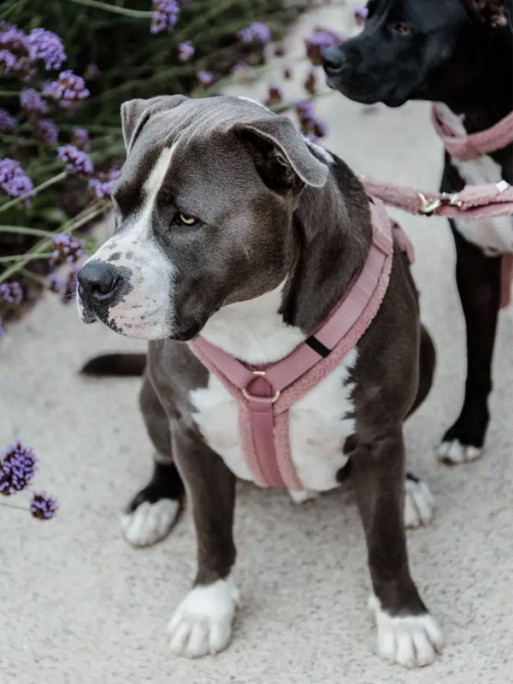 Harnais pour chien Active Teddy Fleece Kentucky