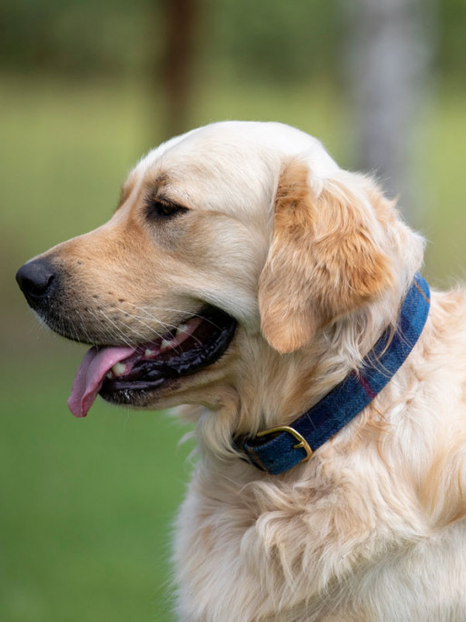 Collier pour chien Digby & Fox Tweed