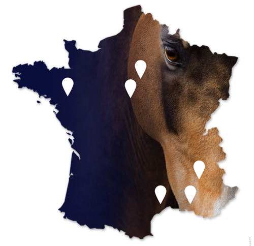 carte-licence-nh.png